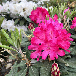 Рододендрон Хеллики - Долина роз фото 4