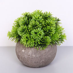 Цветочная композиция "Green garden" 10*12см в горшке, шишка