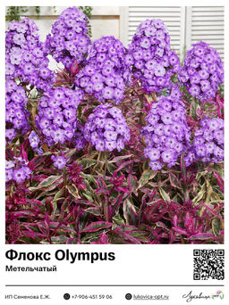 Флокс Olympus (Метельчатый)