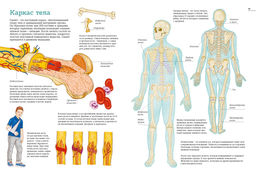 Тело человека. Атлас анатомии в картинках. Барсотти Э. - Махаон фото 5