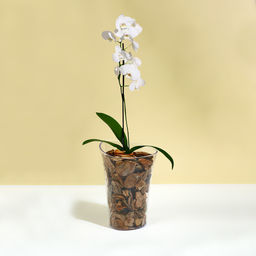 Горшок для орхидей, 1,3 л, 13,6 × 14,1 × 20 см, пластик, прозрачный