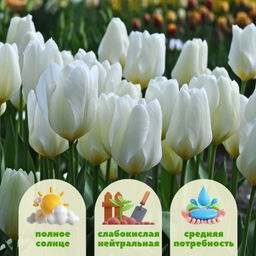 Тюльпан Пуриссима