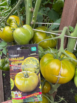 Томат СЛАДКИЙ ЧЕЛЯБИНСК F1  Неистовый взрыв вкуса и максимум пользы! Изумрудно-зелёные гиганты с лимонным отливом удивят всю семью! Сахарный! - Уральский дачник фото 3