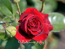 Роза Черная Магия