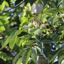 Каштан конский (плоды цельные) - Мариславна фото 4