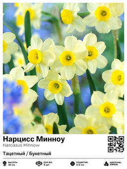 Нарцисс Minnow (Тацетный / Букетный) - Голландские луковицы фото 2