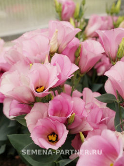 Эустома карликовая розовая Мисс Майли - Партнер фото 3