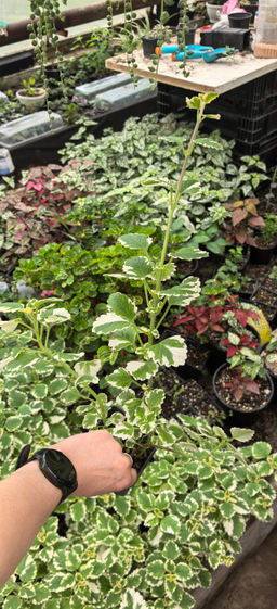 Плектрантус вариегата (сильный цитрусовый аромат) горшок D10