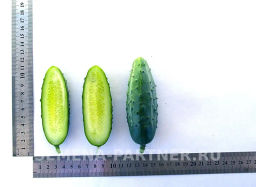 Огурец пчелоопыляемый Байконур - Партнер фото 7