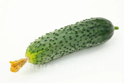 Огурец партенокарпический Герман - Партнер фото 5