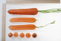 Морковь Дарина - Партнер фото 6