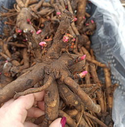 Пион Bartzella (Барцелла) - Долина роз фото 7