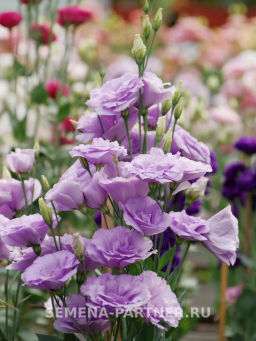 Эустома срезочная махровая лиловая Мадам Марсо - Партнер фото 7