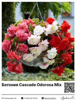 Бегония Cascade Odorosa Mix