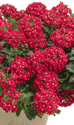 Вербена ЛЮЦИФЕР Яркая притягательная окраска!