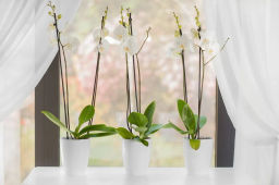 Горшок для цветов ОРХИДЕЯ 2л, БЕЛЫЙ (ОРХ 2 БЕЛ) /Крассула/ фото 3