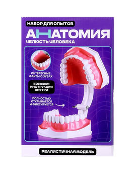 Набор для опытов Анатомия, челюсть человека - Эврики фото 14