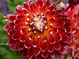 ГЕОРГИНА Акита Разбор I Кол-во упак., шт 1