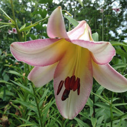 ЛИЛИЯ Бейджинг Мун Разбор 12/14 Кол-во упак., шт 5