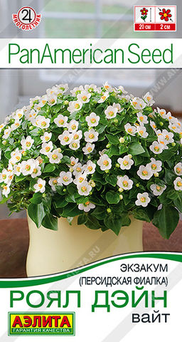 Экзакум (Персидская фиалка) Роял дэйн вайт (2029)