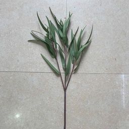 117 Эвкалипт Николя