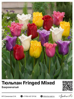 Тюльпан Fringed Mixed (Бахромчатый)