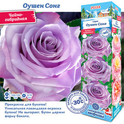 Роза Оушен Сонг (Чайно-гибридная) 1шт