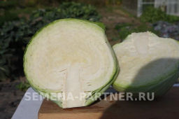 Капуста белокочанная позднеспелая Доминанта - Партнер фото 4