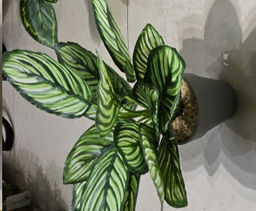 Цветочная композиция Зелень 31 см / SYR-03 /уп 12/144/