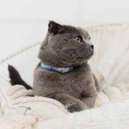 Ошейник для собак и кошек с фастексом Неон , 30 х 1 см - Пушистое счастье фото 5