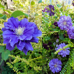 Клематис Бьюти оф Вочестер - Долина роз фото 3