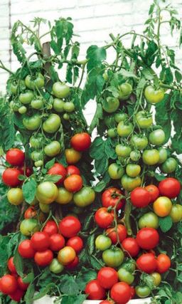 Томат НЕВЕЛИЧКА  Сибирская коллекция! Мал кустик, да богат урожай! Нет просвета от обилия плодов!