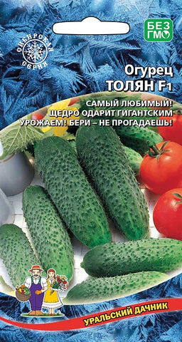 Огурец ТОЛЯН F1  Растение просто усыпано огурчиками! Устойчив к комплексу болезней! Засолочный!
