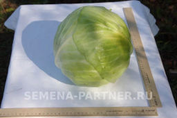 Капуста белокочанная позднеспелая Колобок - Партнер фото 2