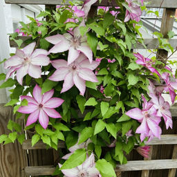 Клематис Omoshiro (Омоширо) - Долина роз фото 4