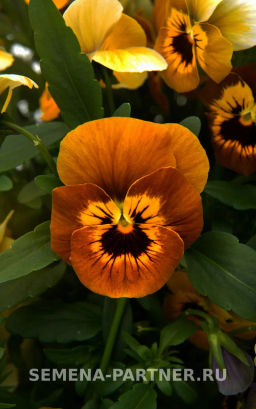 Виола Соблазн Грильяж - Партнер фото 3