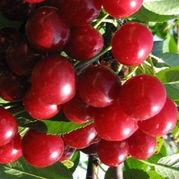 Вишня Харитоновская обыкновенная (саженец с этикеткой) 1шт