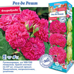 Роза Роз де Решт (Флорибунда) 1шт