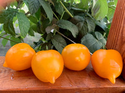 Томат Лиана желтая 20-25шт. (Самарские семена)