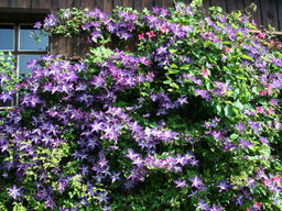 Клематис Веноза Виолацея - Долина роз фото 2