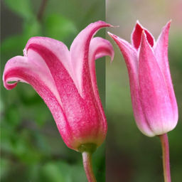 Клематис Дачес оф Албани - Долина роз фото 3