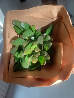 Живучка ползучая Чоклейт Чипс