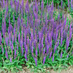 Шалфей дубравный Карадонна Компакт С1,5