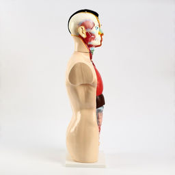 Анатомическая модель «Макет торса человека», 80 см