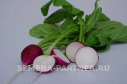 Редис Виолетта - Партнер фото 5