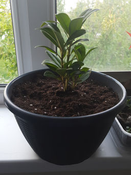 Рододендрон Катевбинский Грандифлорум