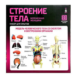 Набор для опытов Строение тела, беременная женщина - Эврики фото 15