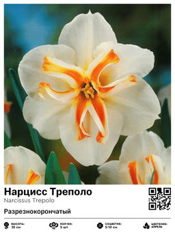 Нарцисс Треполо (Разрезнокорончатый)