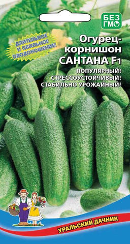 Огурец САНТАНА F1 Высокий урожай в любых условиях!