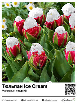 Тюльпан Ice Cream (Махровый поздний)